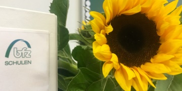 Newsbild_Sonnenblume